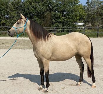 Quarterstute "Pretty Cookie" sucht schönes neues Zuhause, Angela Tesmer, Horses For Sale, Tarsdorf