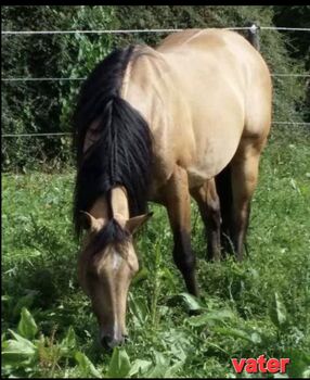 Quarter X Appaloosa Stutfohlen