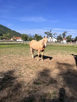 Quarter sucht Lebensplatz(Beistellpferd)