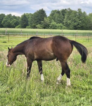 Quarterhorse Wallach von 05/2024, Allround/Foundation