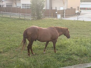 Quarterhorse