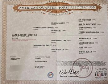 Quarterhorse Stute von 04/2021, aus SG Frozen Enterprize (ICEMAN)