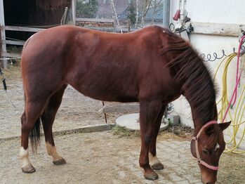 Quarterhorse Stute von 2021