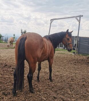 Quarterhorse Stute