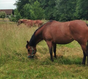 Quarterhorse Stute
