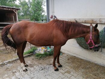 Quarterhorse Stute von 2021