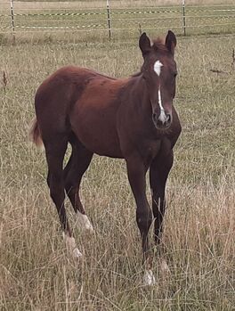 Quarterhorse, Quarter Horse Hengstfohlen,Reining, Farbe dunkel chestnut rabicano, Silvi, Konie na sprzedaż, Nördlingen 