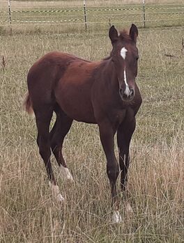 Quarterhorse, Quarter Horse Hengstfohlen,Reining, Farbe dunkel chestnut rabicano, Silvi, Pferd kaufen, Nördlingen 