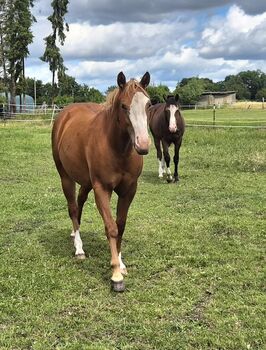 Quarterhorse Stute von 2023, doppelt registriert, Kathi, Horses For Sale, Groß Ippener