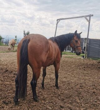 Quarterhorse Stute, Claudia , Horses For Sale, Haag