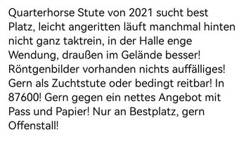 Quarterhorse Stute mit kleinem Handycap