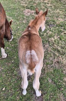Quarterhorse Stute von 04/2025, Chestnut Rabicano, Reining