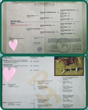 Quarterhorse Stute von 2013, Chestnut Rabicano, tragend für 2026
