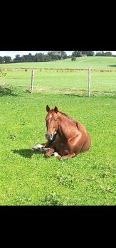 Quarterhorse Stute 2014