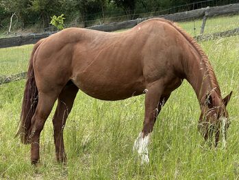 Quarterhorse, Stute, Beisteller