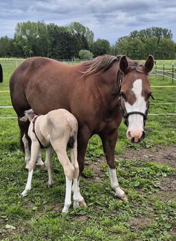 Quarterhorse Stute Chestnut Rabicano mit Stutfohlen in Amber Cream Champagne, Kathi, Pferd kaufen, Groß Ippener