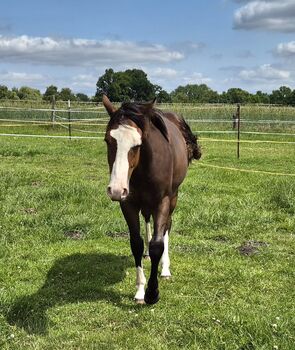 Quarterhorse Wallach von 05/2024, Allround/Foundation