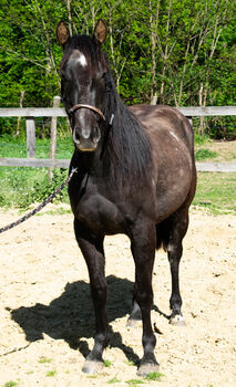 Quarterhorse Wallach
