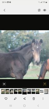 Quarterhorse Absetzer Hengst, Heike Schmid , Horses For Sale, Haigerloch