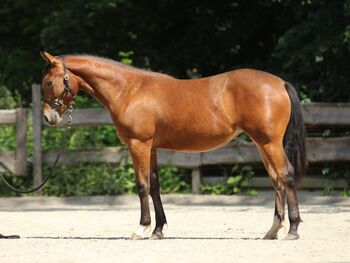 #quarterhorselove #theonetogofor American Quarter Horse Stute 1 Jahr Braun 1,55m geschätztes Endmaß, WOW Pferd  (WOW Pferd), Pferd kaufen, Bayern - Attenkirchen