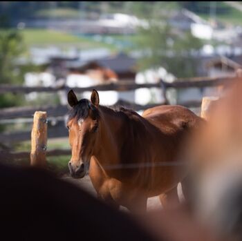 Quartermix zu verkaufen!, Barbara Pietrobon , Horses For Sale, Pfalzen Südtirol 