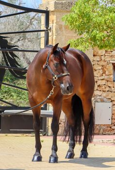 Quater for sale
