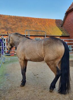 Quater Pony, Petra Rehrl, Pferd kaufen, Varrel 