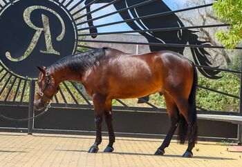 Quater for sale, Josuah  Schröcksnadel, Horses For Sale, Innsbruck 