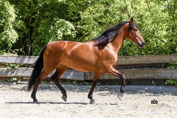 Queeny - Andalusier, Stute, 10 Jahre, Braun
