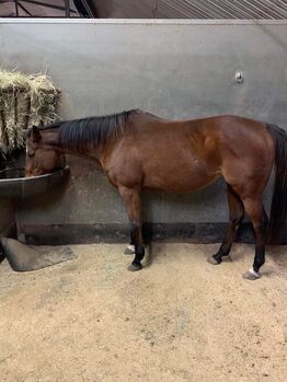 Quiet ride, Broodmare or recipient, Carolyn Thow, Pferd kaufen, Alvarado