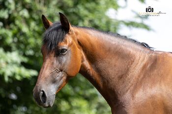 Quira de la Merced - PRE, Stute, 8 Jahre, Braun