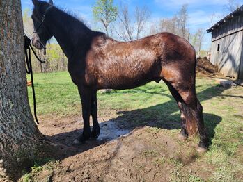 Racking horse 15yr TWH 15.2, Kandis, Horses For Sale, Monticello