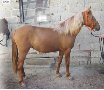 Rahvan - Karabagh-Mix, Verena Scholian, Horses For Sale, Ginsheim-Gustavsburg