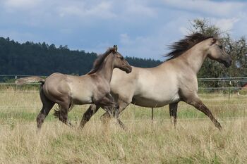 Im Ranchhorsetyp stehender Quarter Horse Hengst in grullo