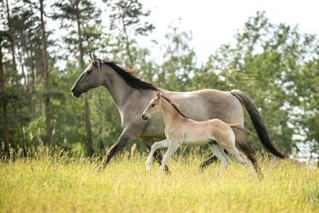 Im Ranchhorsetyp stehendes Quarter Horse Hengstfohlen in grullo, Kerstin Rehbehn (Pferdemarketing Ost), Pferd kaufen, Nienburg