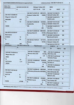 Rapp-Noriker-Stute zu verkaufen