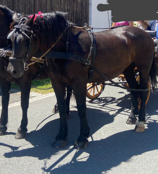 Rapp-Noriker-Stute zu verkaufen