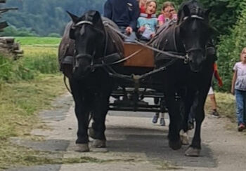 Rapp-Noriker-Stute zu verkaufen, Stefan, Horses For Sale, Untermixnitz