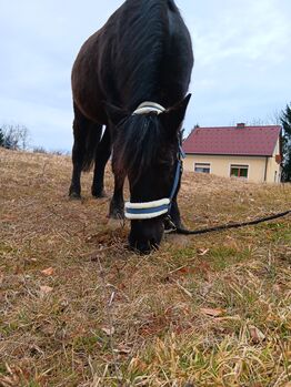 RAPP - Ponywallach, LINDA , Pferd kaufen, Petzelsdorf bei Fehring