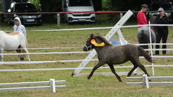 Seltene Smoky Black Tiger Jungstute Partbred Shetlandpony