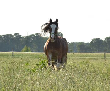 Rarität!: Shire-Horse-Mix, akademisch gearbeitet, Jochen Sandmann, Pferd kaufen, Pesnica