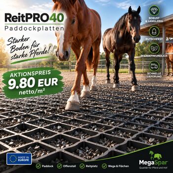 Rasengitter & Paddockplatten kaufen - stabile Bodengitter für Pferde, MEGASPAR - Online Shop Rasengitter | Paddockplatten | Kunststoffmatten & Parkplatzgitter , MEGASPAR Online-Shop (Walas Krystian BAU-CONSULTING), Paddock-, Boxen- & Stallmatten, Berlin