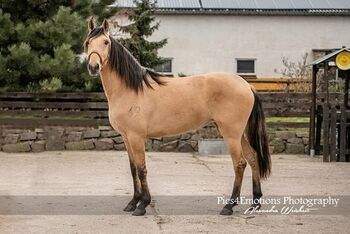 Reinrassige Lusitanostute mit bester Abstammung, ISPA - Iberische Sportpferde Agentur (ISPA - Iberische Sportpferde Agentur), Horses For Sale, Bedburg