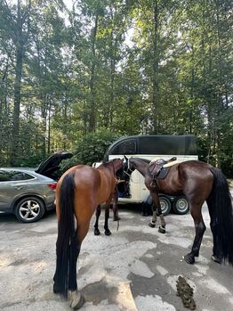 RB auf verschiedenen Pferde, Vaney, Horse Sharing, Seuzach