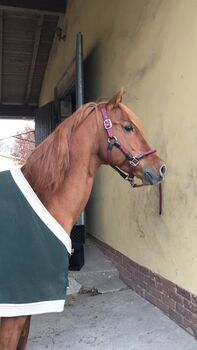 RB auf Araberhengst, Marcella, Dressage Saddle, Berlin Kreuzberg