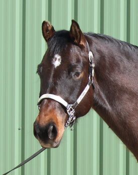 Ready to grow together - sensibler QH Wallach mit Talent