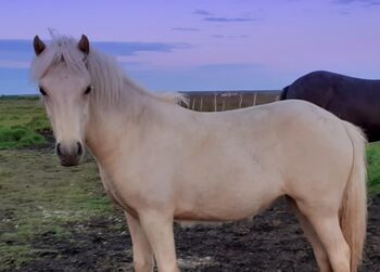 Bereit zum Beritt, Islandpferde-aus-Island, Horses For Sale, Südisland