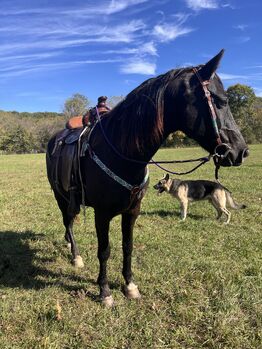 Rebel, gaited trail gelding. 8 years old