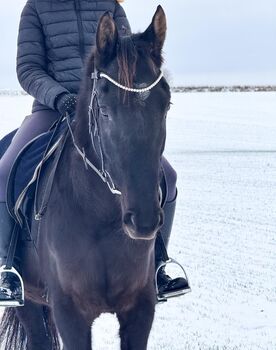 Freizeit,-Wiedereinsteiger,Anfänger Wallach, Balou, Horses For Sale, Lüttgenrode