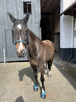 Freizeitpferd / Beisteller / Zur Verfügung, Carina , Horses For Sale, Dortmund 